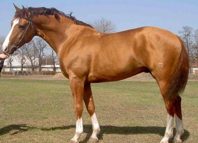 Карабахская Лошадь — Хочу в Армению