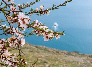 Цветение дикого миндального дерева у озера Севан в мае