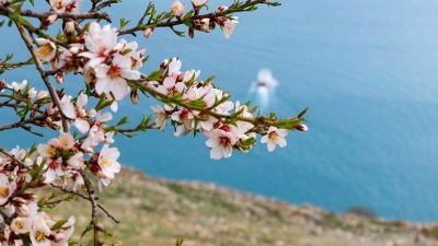 Цветение дикого миндального дерева у озера Севан в мае
