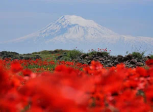 Гора Арарат и поле маков